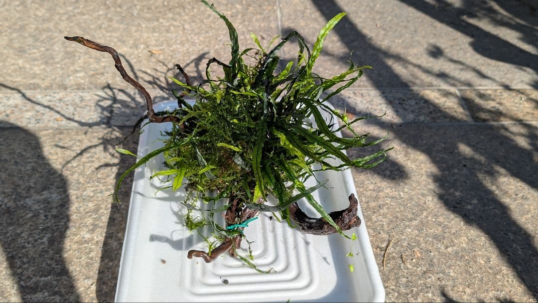 ミクロソリウム本ナロー大株、ウィーピングモス自然活着のとても特徴が