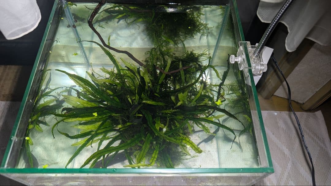 ミクロソリウム本ナロー大株、ウィーピングモス自然活着のとても特徴が