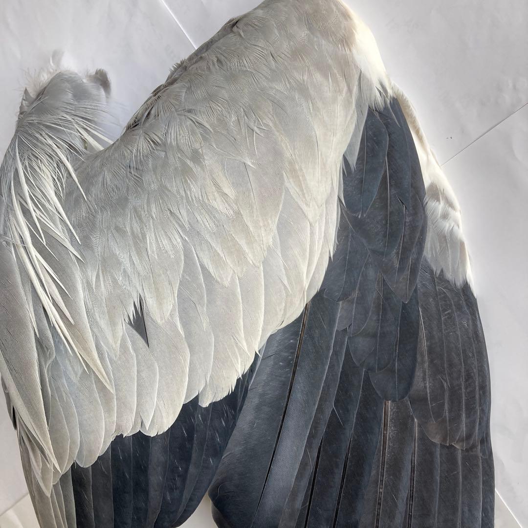 アオサギの翼標本と尾標本 鳥の羽根 - メルカリ