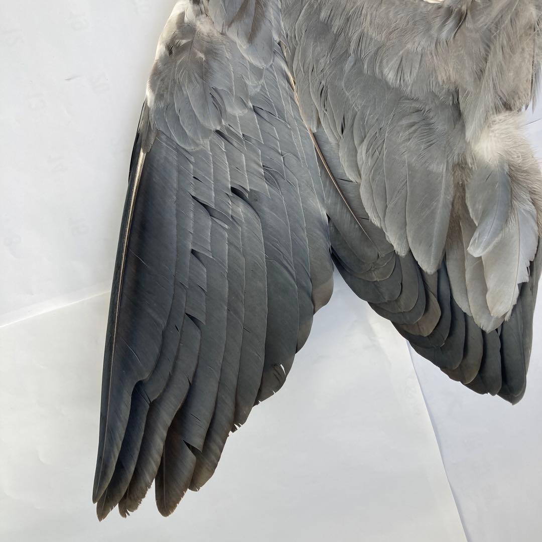 アオサギの翼標本と尾標本 鳥の羽根 - メルカリ