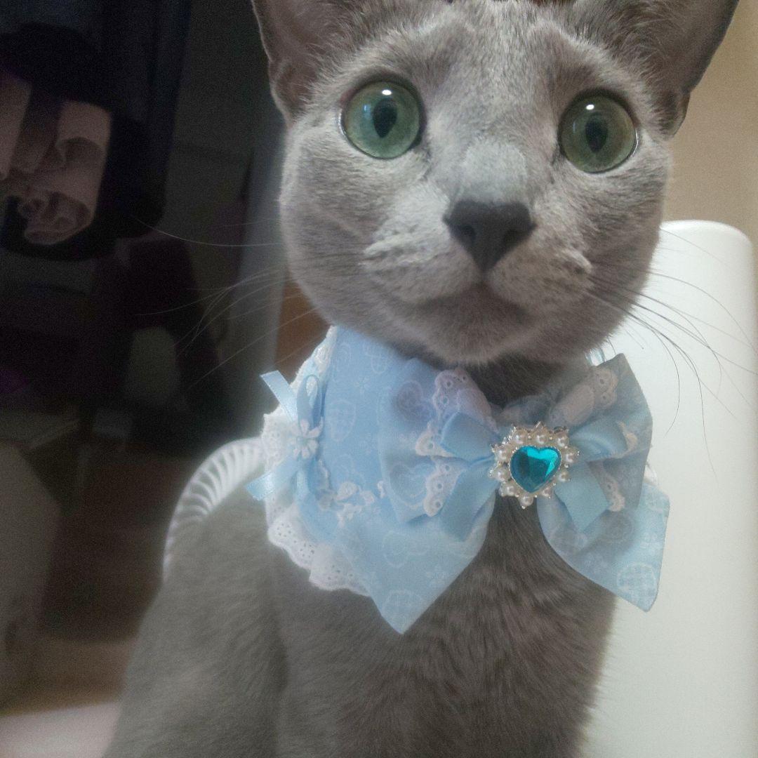 幅広シュシュ(紫)わんちゃん猫ちゃん用 幅広シュシュ、ハロウィン