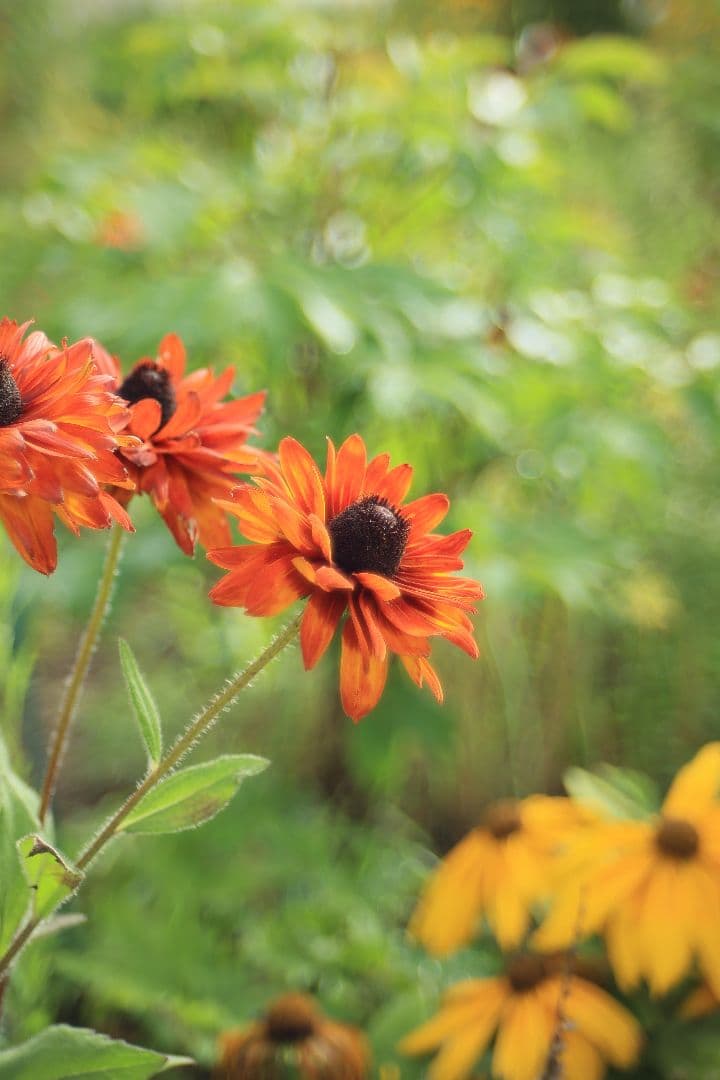 TAMRON SP 28-80mm F3.5-4.2 27A 【光学美品】