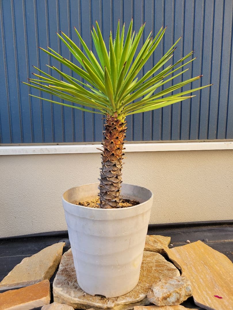 ユ*タ様 木製 国内生産品 家具調コタツ ダークブラウン 幅約120cm 奥行