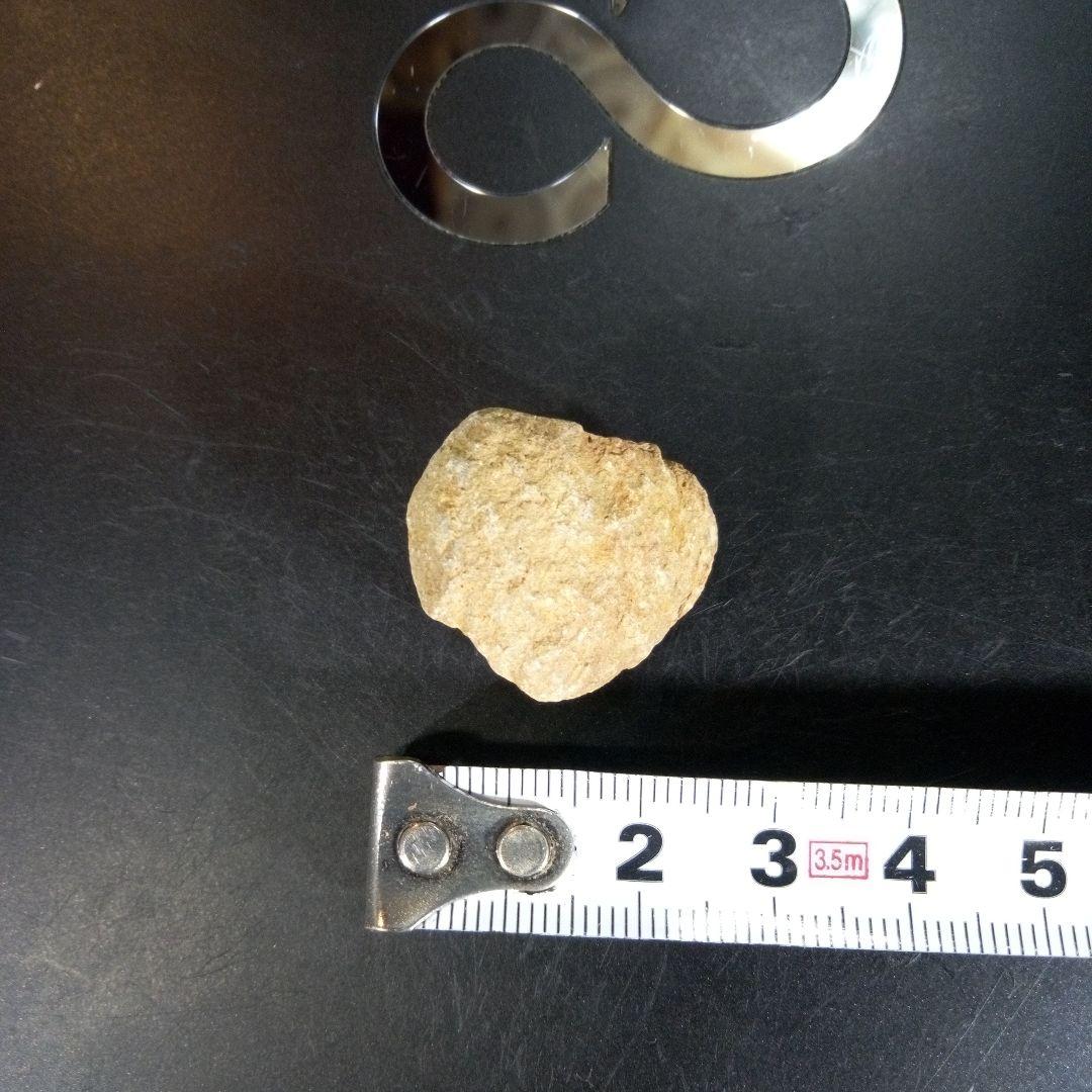 三葉虫 化石 fossil ボリビア産 trilobite 海生動物個体⑩