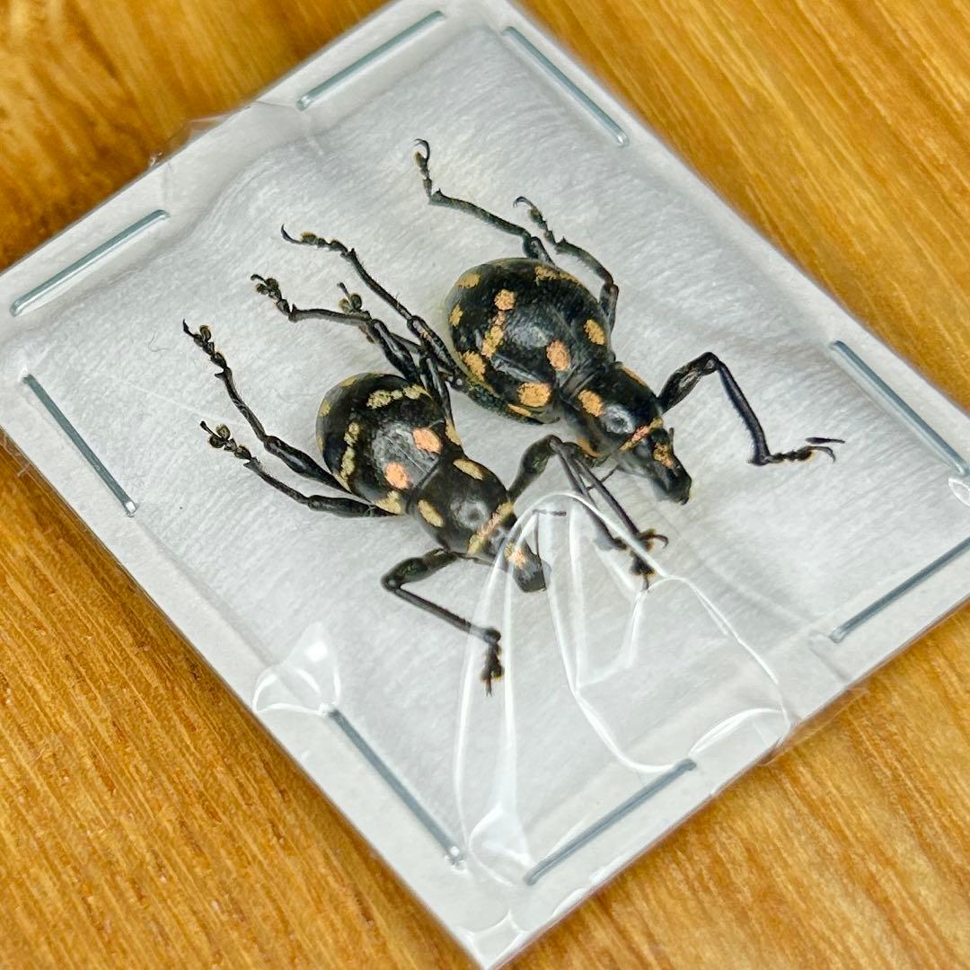 01112 カタゾウムシ 10種セットB