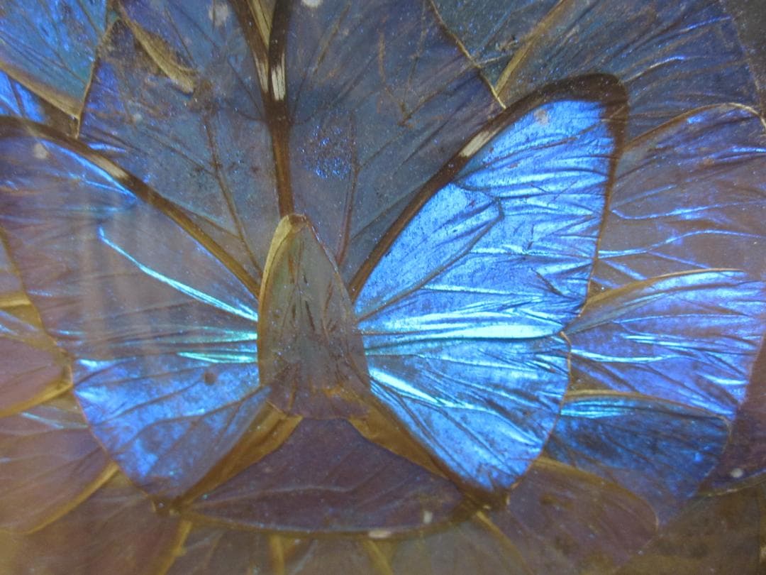 美術◇稀少レア 美品◇ブラジル◇世界三大美蝶◇モルフォ