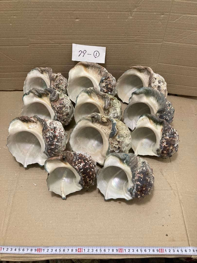 アンティーク イタリア 草花の中で遊ぶ子供の天使のフィレレース