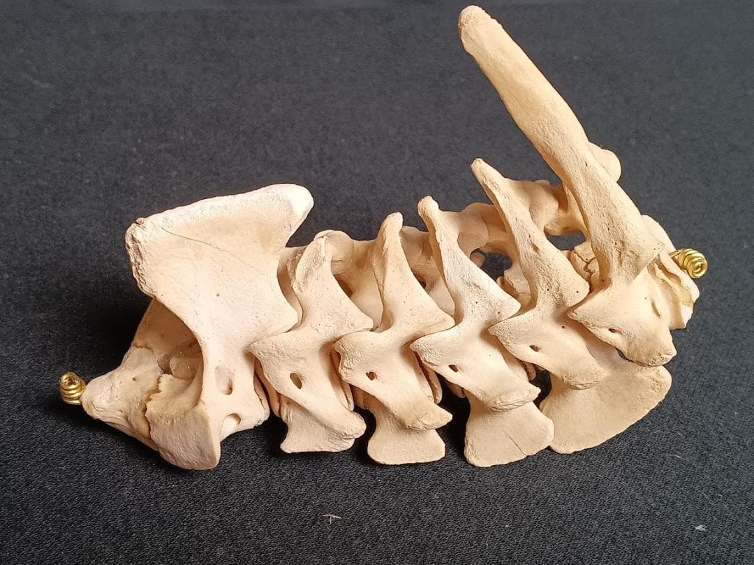 お買い得】種名イノシシ ♂ 25Kg 頭骨～尾椎 骨格標本 - メルカリ