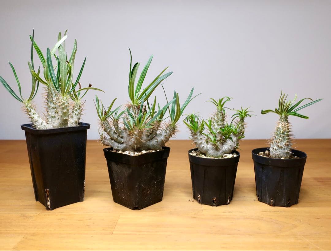 ファースト エディションズ ブレアアソール10年 シェリー 限定90本 完売品