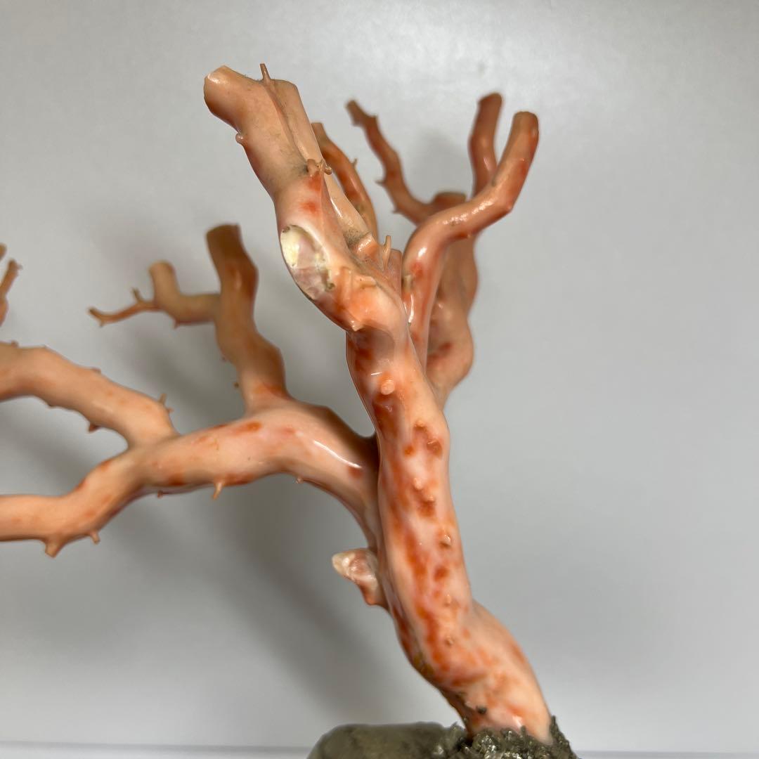 特大 極太桃色珊瑚 台付 3674g 東Y7-1106☆2Fトコオ