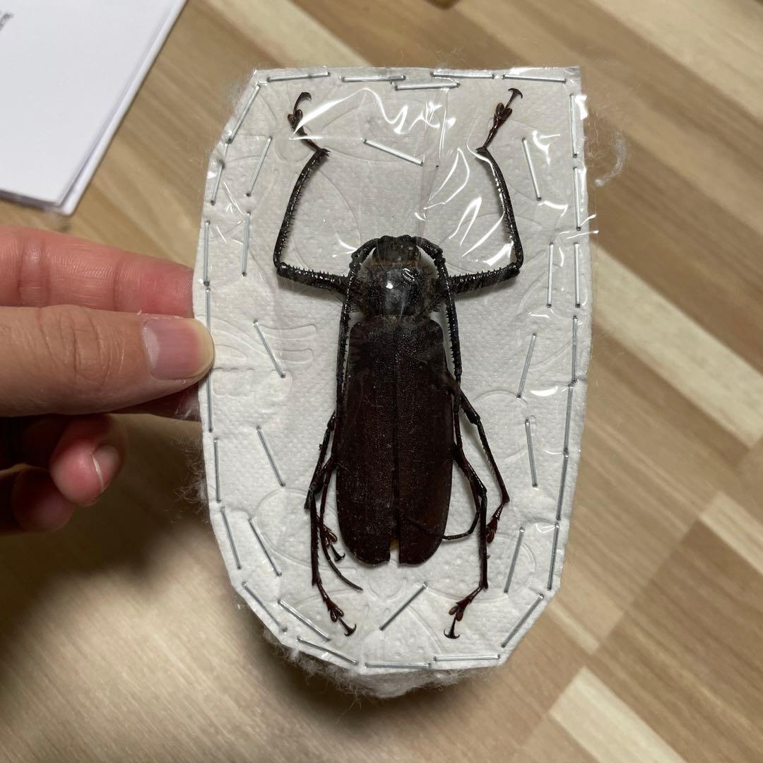 ガテマラエンシス ニジダイコクコガネ 22mm