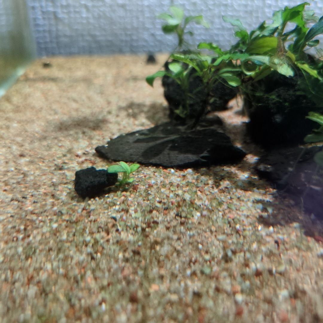 ブセファランドラ 写真のものすべて 水中葉 引退出品