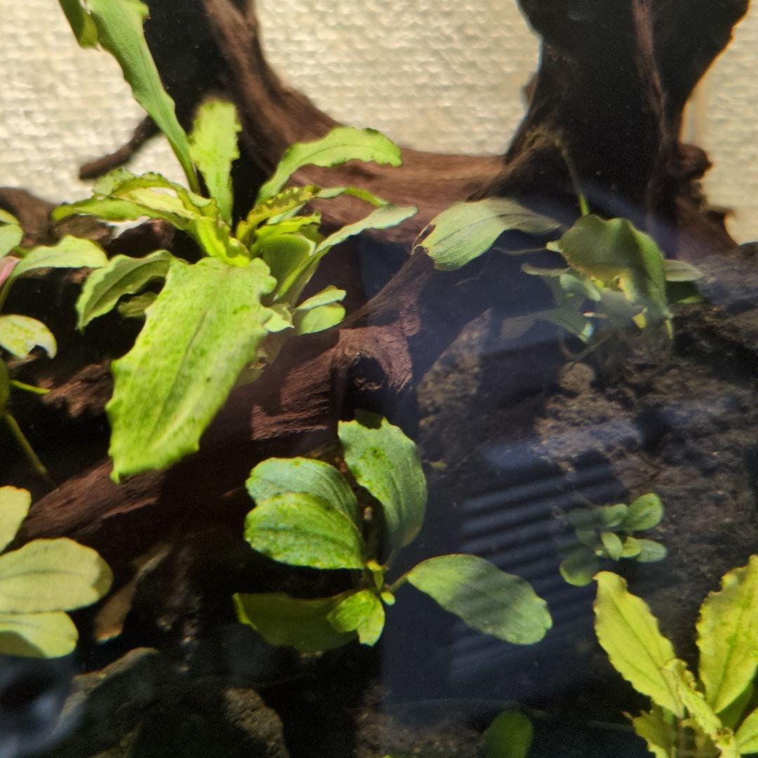 ブセファランドラ 写真のものすべて 水中葉 引退出品