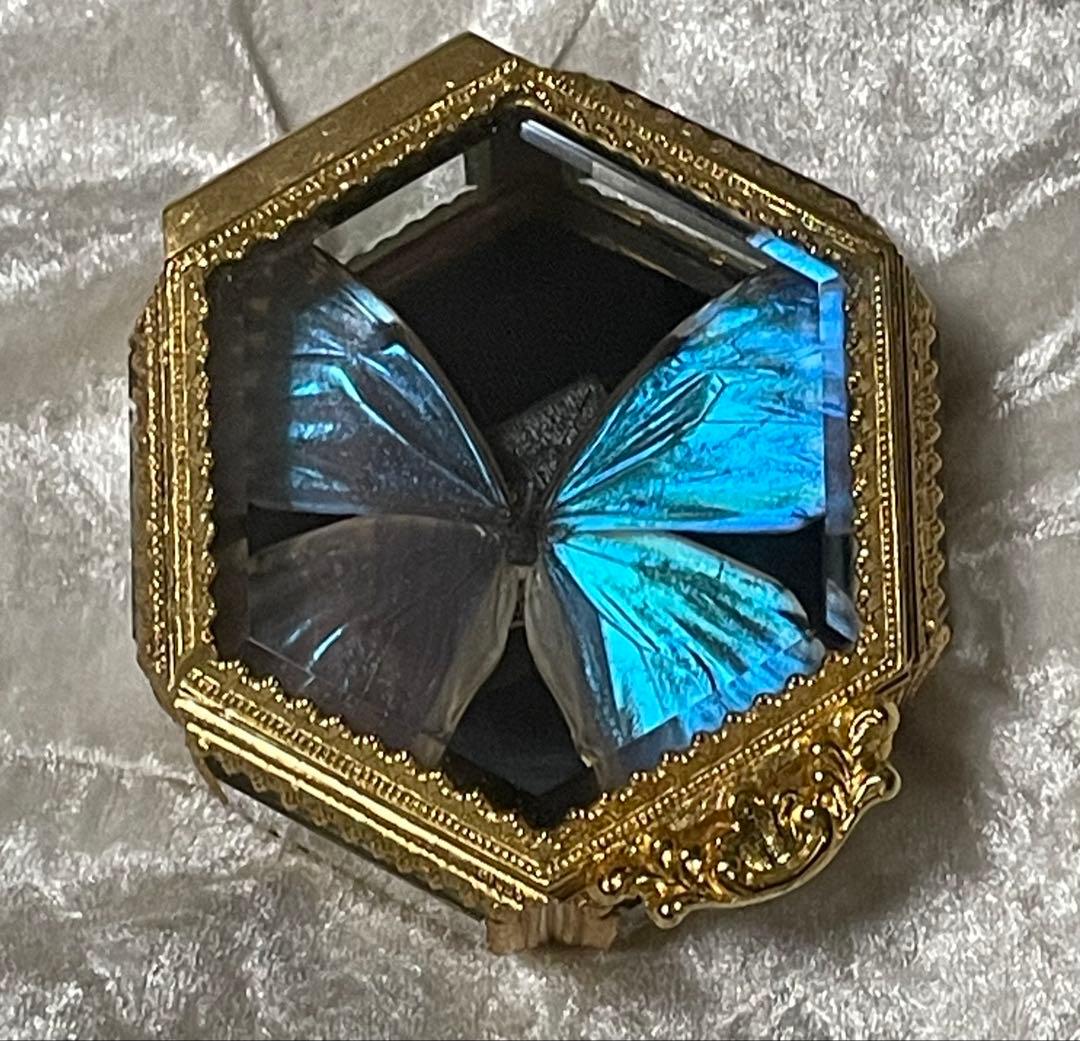 ハチジョウノコギリクワガタ 中歯標本