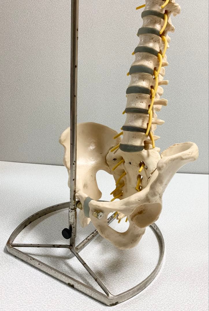 人体脊椎模型 可動式 約85cmカイロプラクティック 全健会 コタロウ