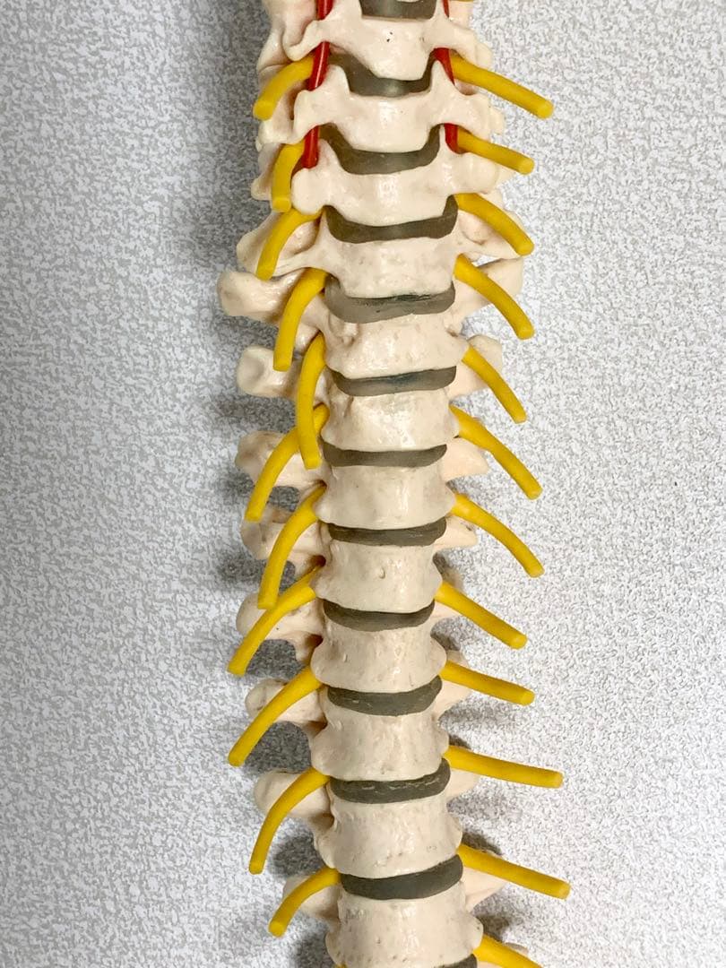 人体脊椎模型 可動式 約85cmカイロプラクティック 全健会 コタロウ
