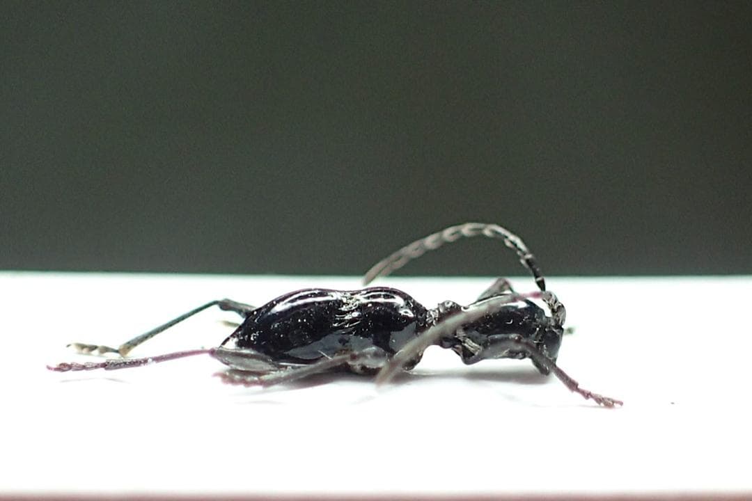 マダガカカル産 珍品ゾウムシ 17mm