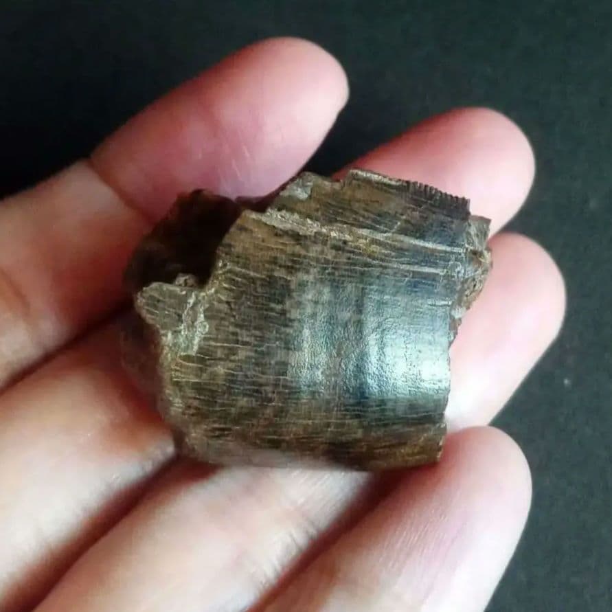 恐竜 歯化石 北米大陸獣脚類 ティラノサウルス T-REX Montana 肉食恐竜