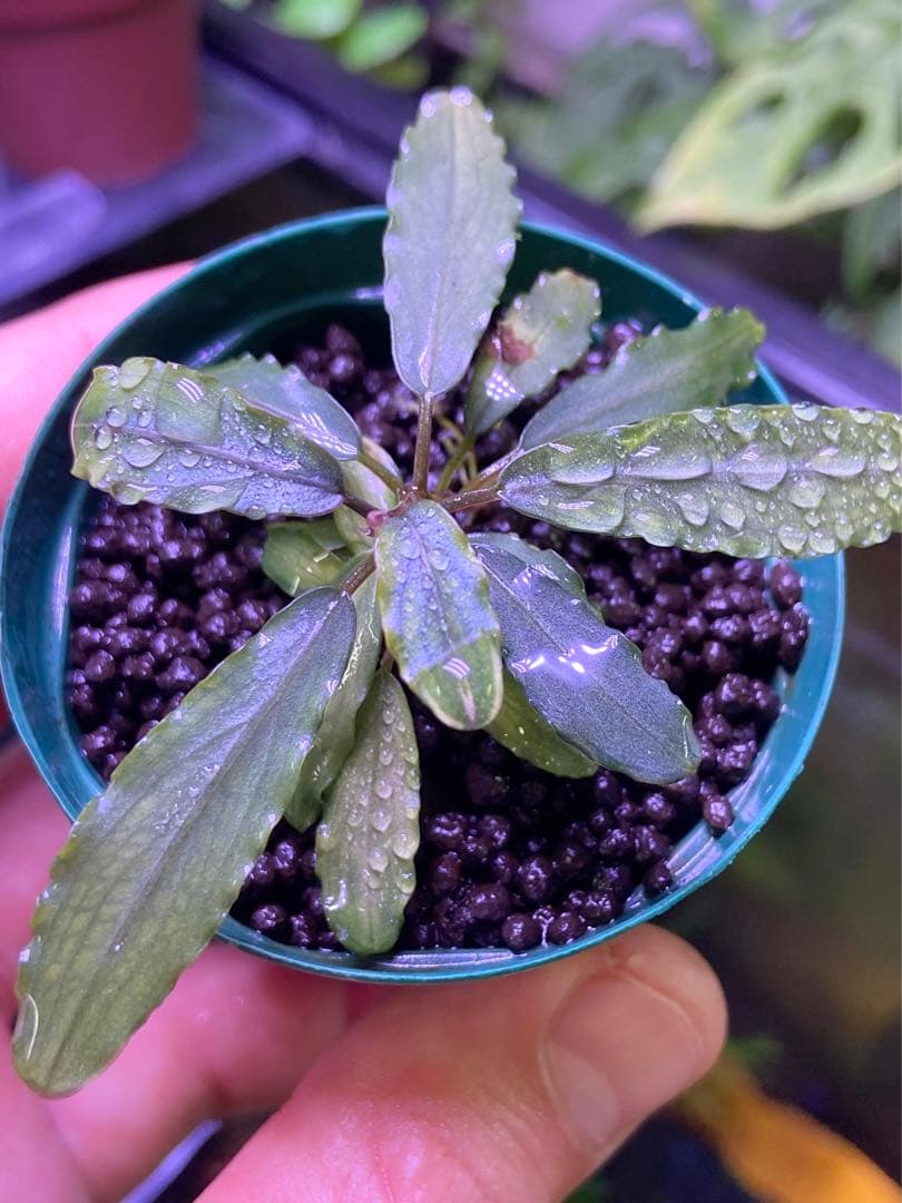 ブセファランドラsp オーロラ水上葉