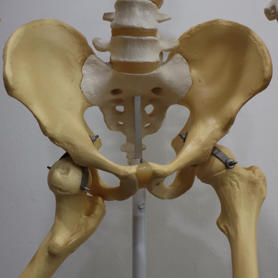 ま*さ様 3B Scientific 170cm 人体模型 キャスター付き 全身