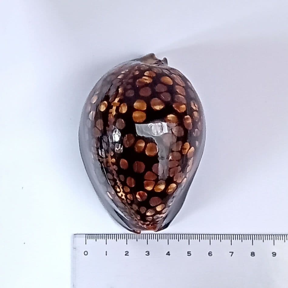 殻高ハチジョウダカラ 天然素材 貝殻 タカラガイ 美術品・アンティーク