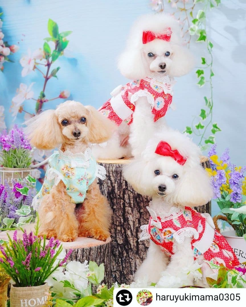 背景布お正月F④ ペット撮影用フォトブース 干支蛇トリミング