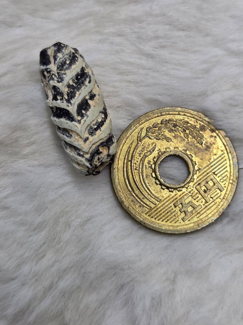 020蜻蛉玉 古いフェザー 黒と白のストライプ模様 ！