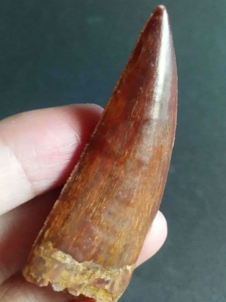 アロサウルス上科 カルカロドントサウルス 特大 歯化石 美麗標本