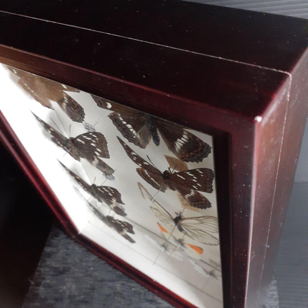 蝶標本 オオイチモンジ、クモマツマキチョウ、ミヤマシロチョウ