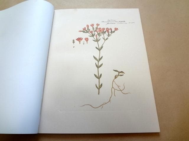 ☆ フローラ・ダニカ 作品集 FLORA DANICA 1790-1990 ☆ - メルカリ