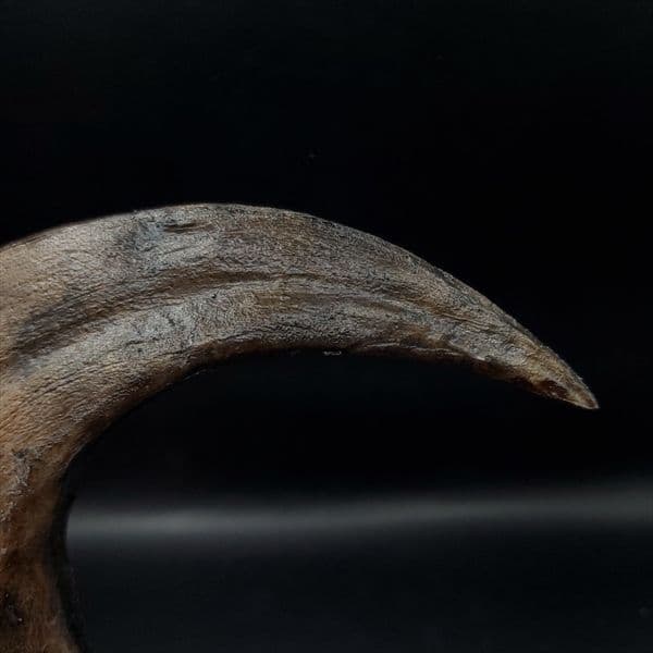 アロサウルス 爪 化石 レプリカ 約171.62mm arr17