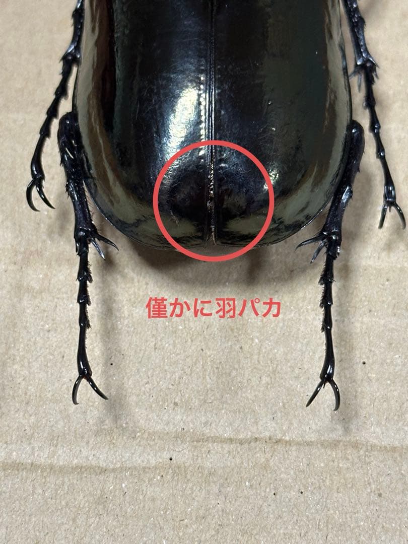 タイリクコーカサスオオカブト約118㎜標本ケース付き