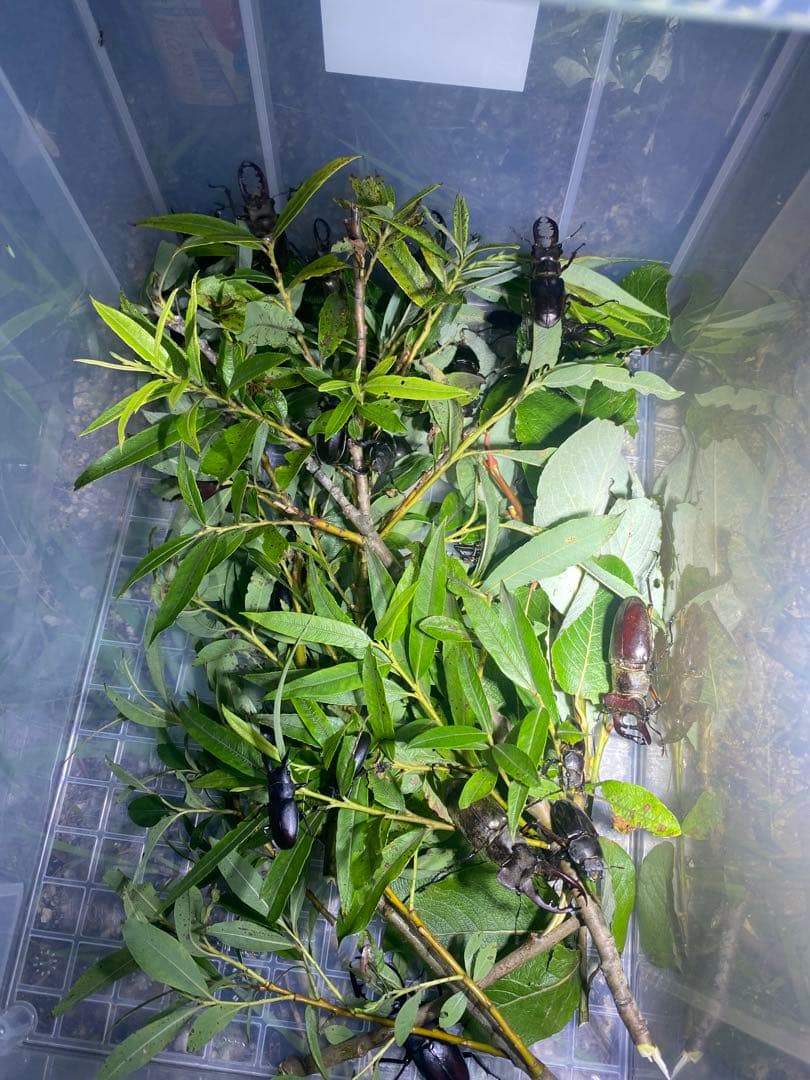 超強力 HID7インチ 調節可能 52W〜100W 紫外線強化バルブ 灯火採集