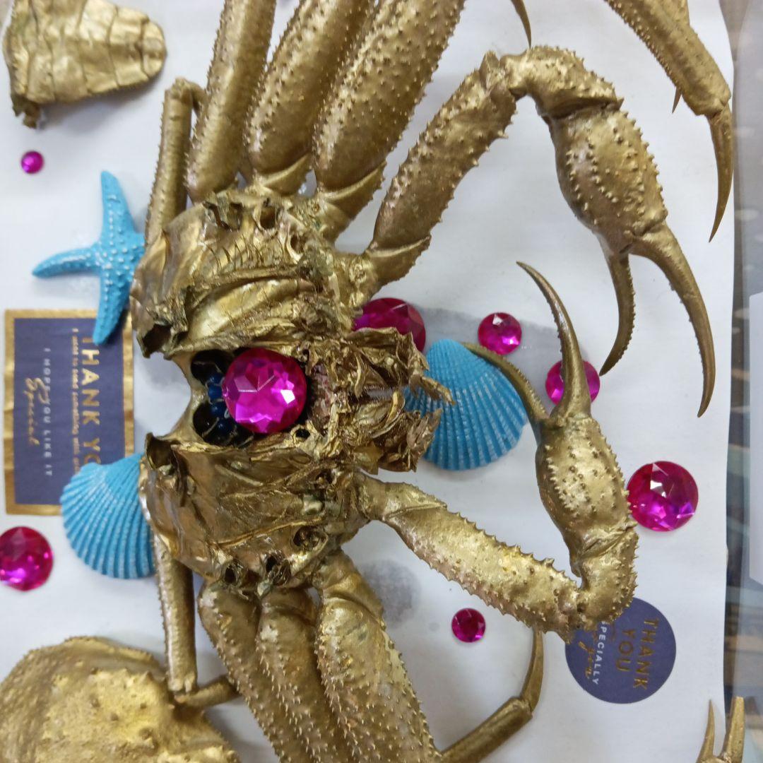 松葉蟹[セコガニ］ゴールドカラーオリジナル全長23センチ立体リアル