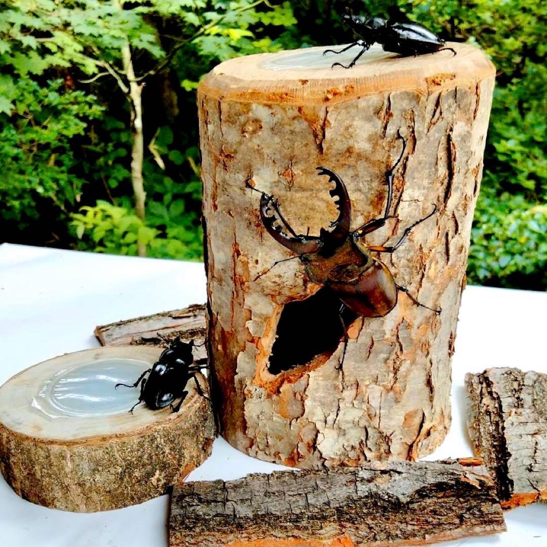 特大クワリウム樹洞登り木エサ台シェルター