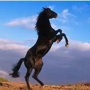 218南部鉄瓶孝保堂名人藤田源蔵造大振り