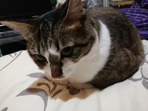 唐物大清乾隆年製光緒年製銘款青花透蛍手着彩中華美玉急須‐ Mercari